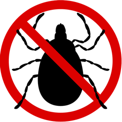 Flea Pest Control — Dover, OH — Moore-Albaugh Termite & Pest Control LLC