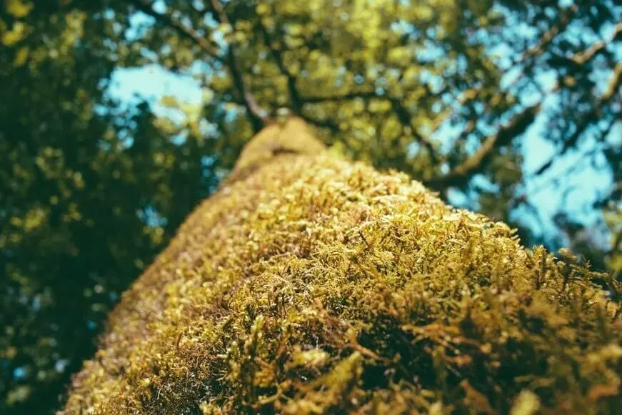 A close up of a tree trunk covered in moss.