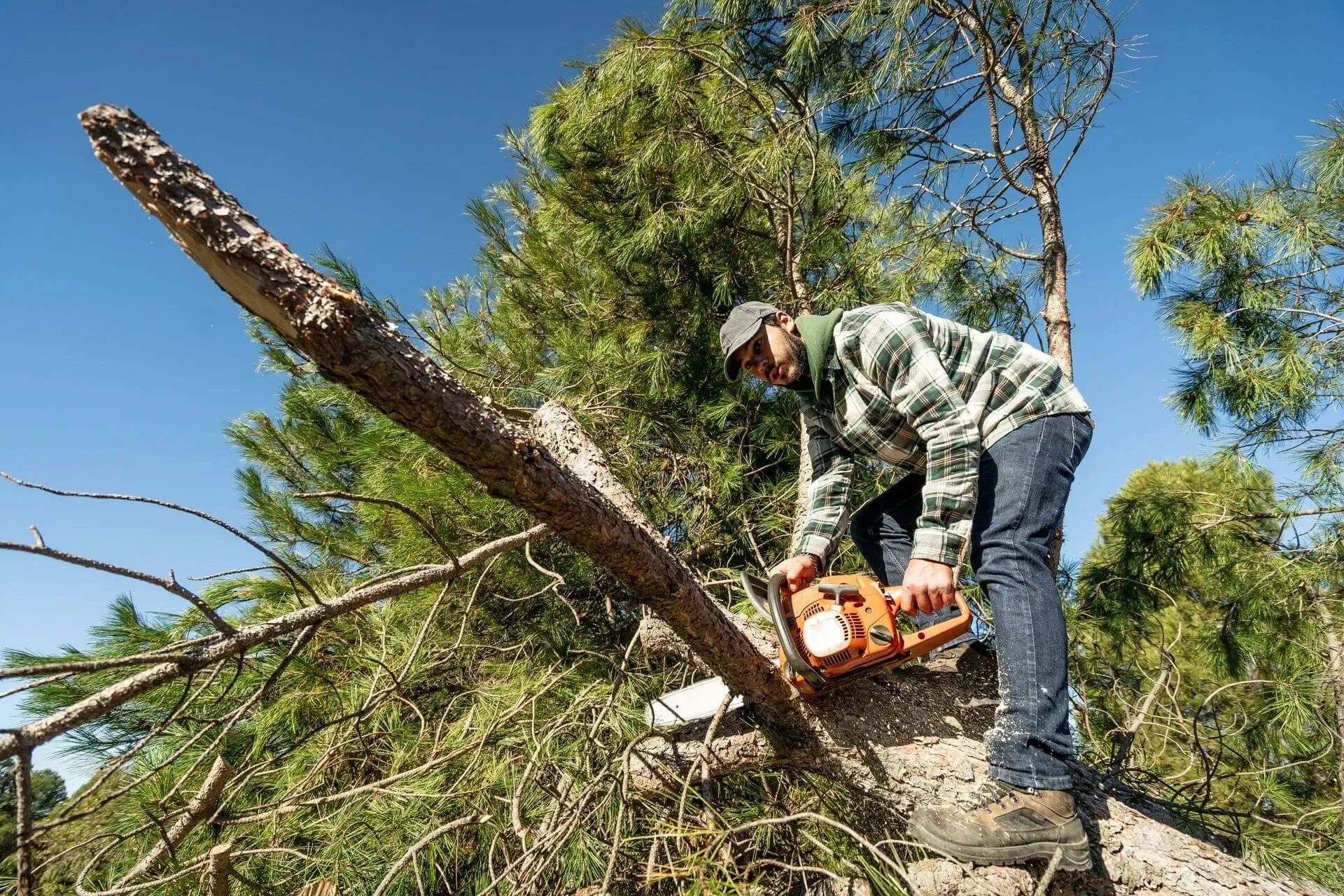 A man is cutting a tree with a chainsaw.