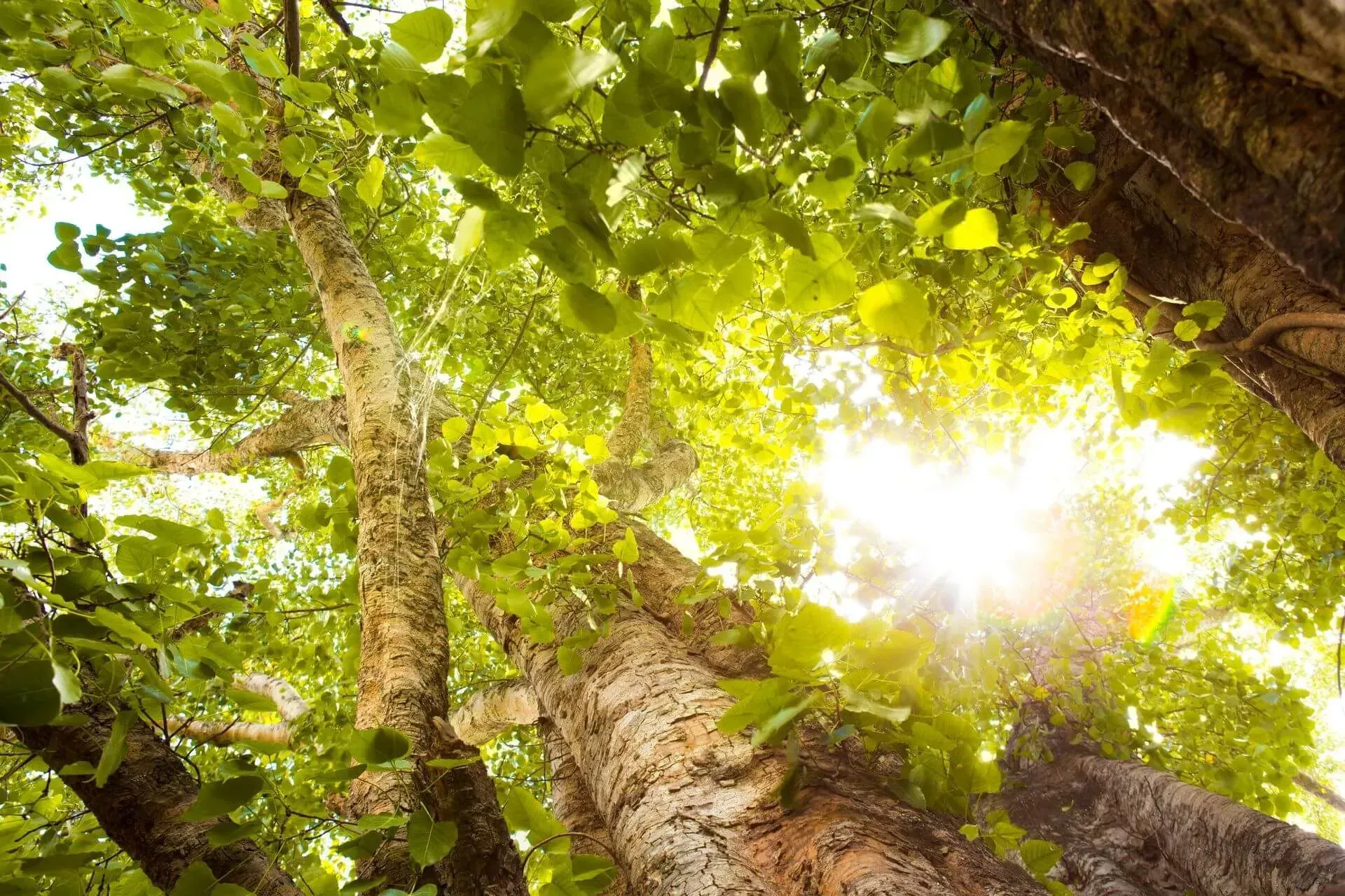 The sun is shining through the leaves of a tree.