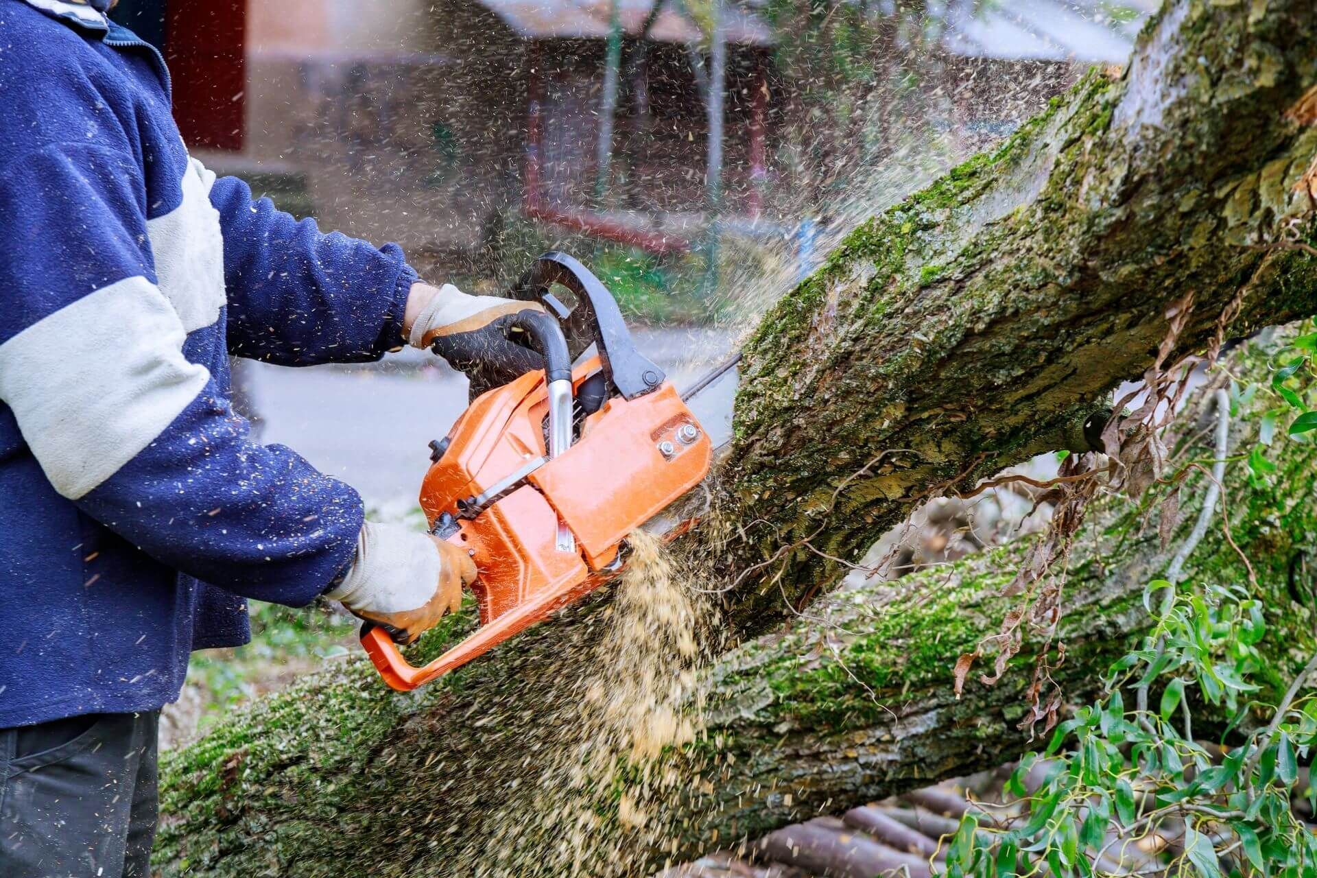 A man is cutting a tree with a chainsaw.