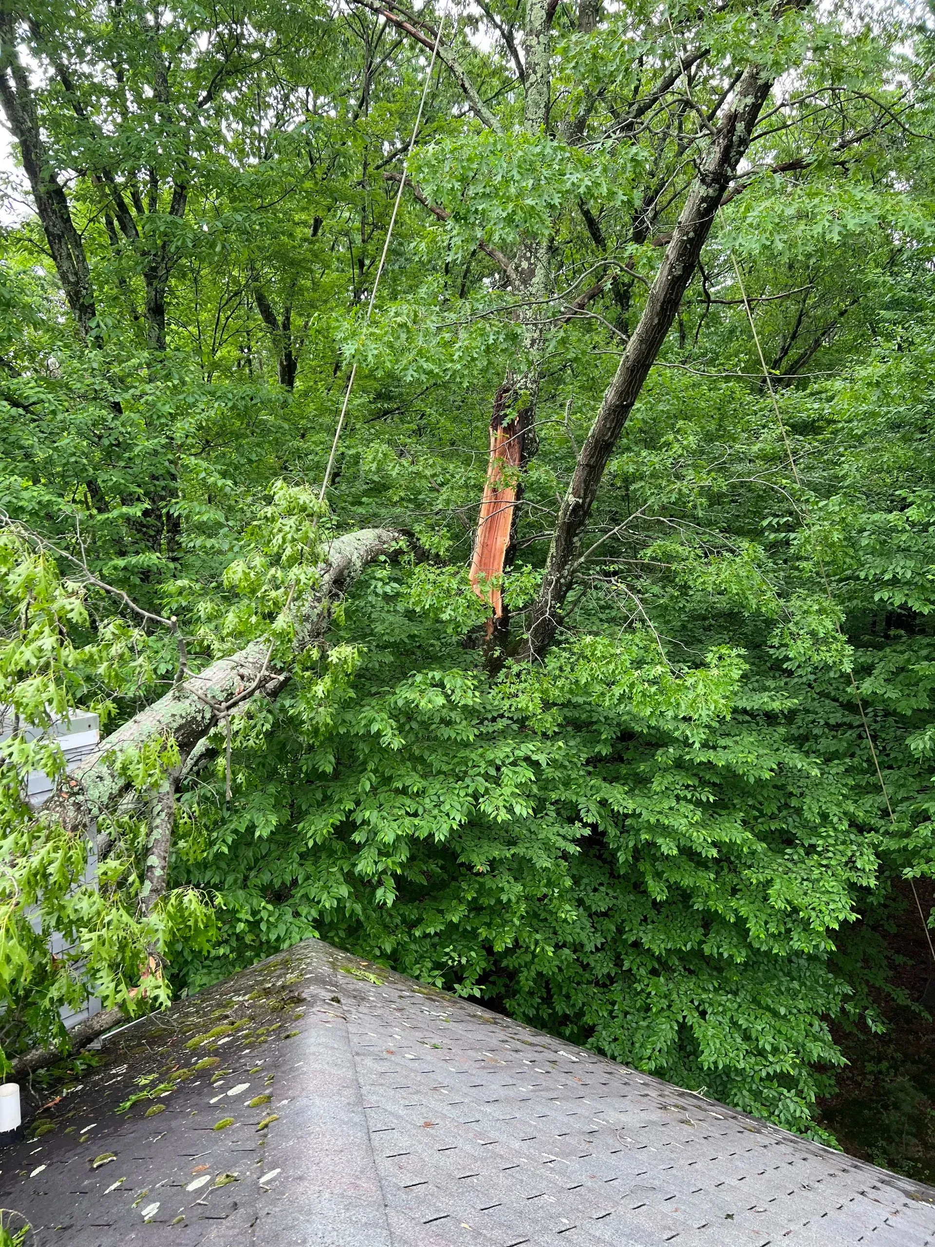 A tree has fallen on the roof of a building.