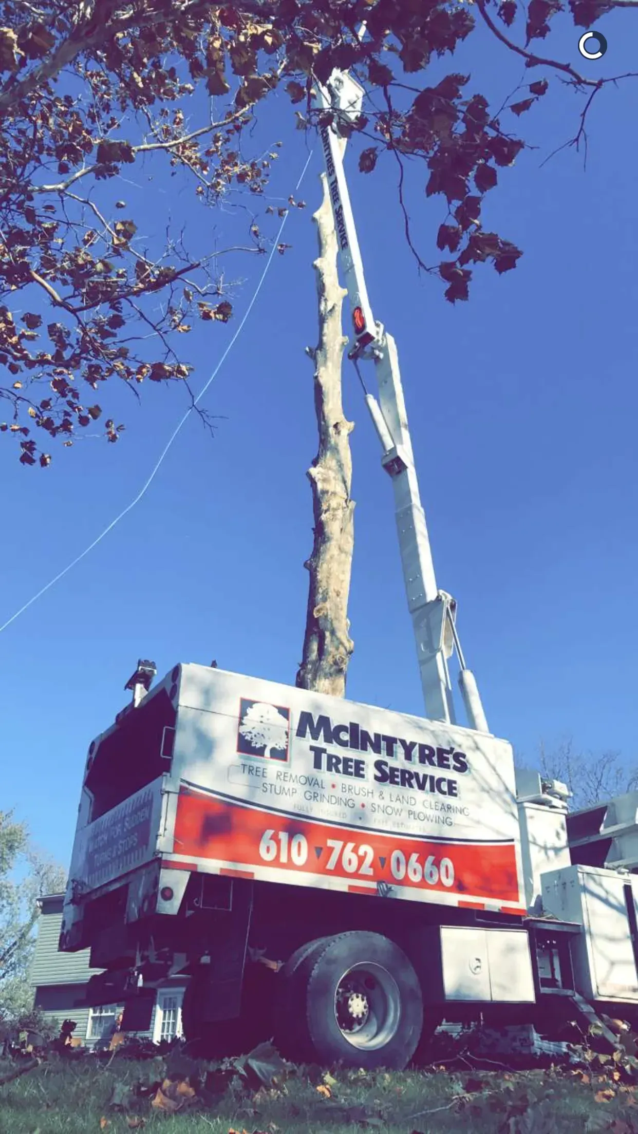 A large white truck with a crane attached to it is cutting down a tree.