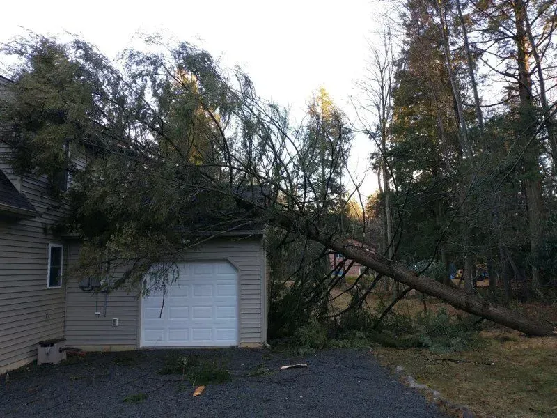 A tree has fallen on the roof of a house.
