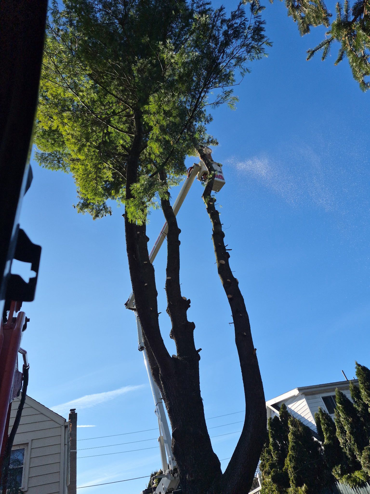 Tree being trimmed by a worker in an aerial lift, against a blue sky.