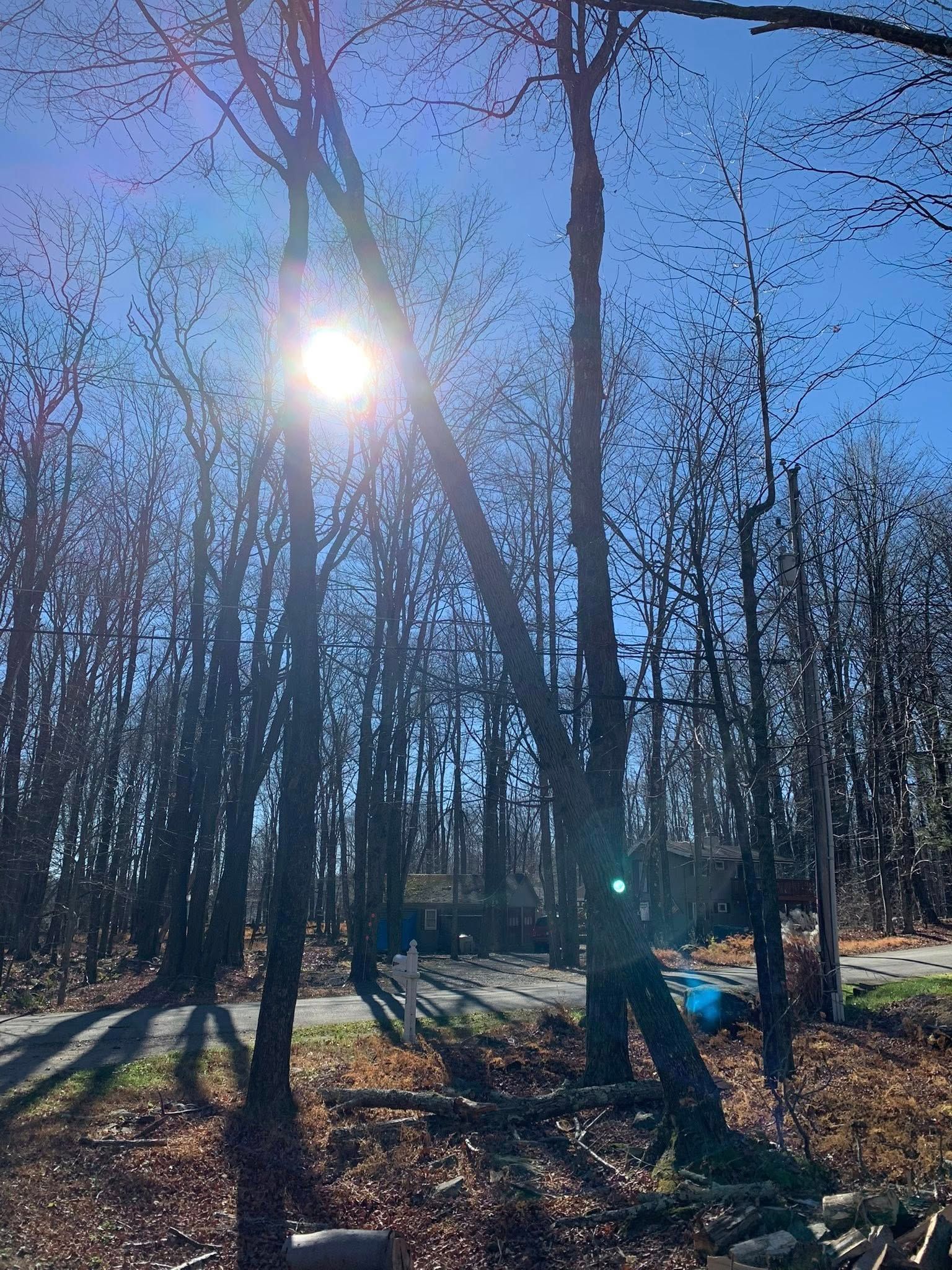 Sun shining through tall trees in a forest. Shadows cast on a path, clear blue sky.