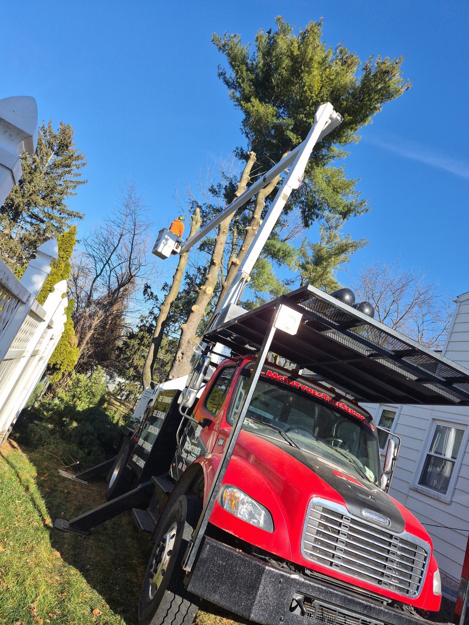 Red tree service truck with extended arm trimming a tall tree against a blue sky.
