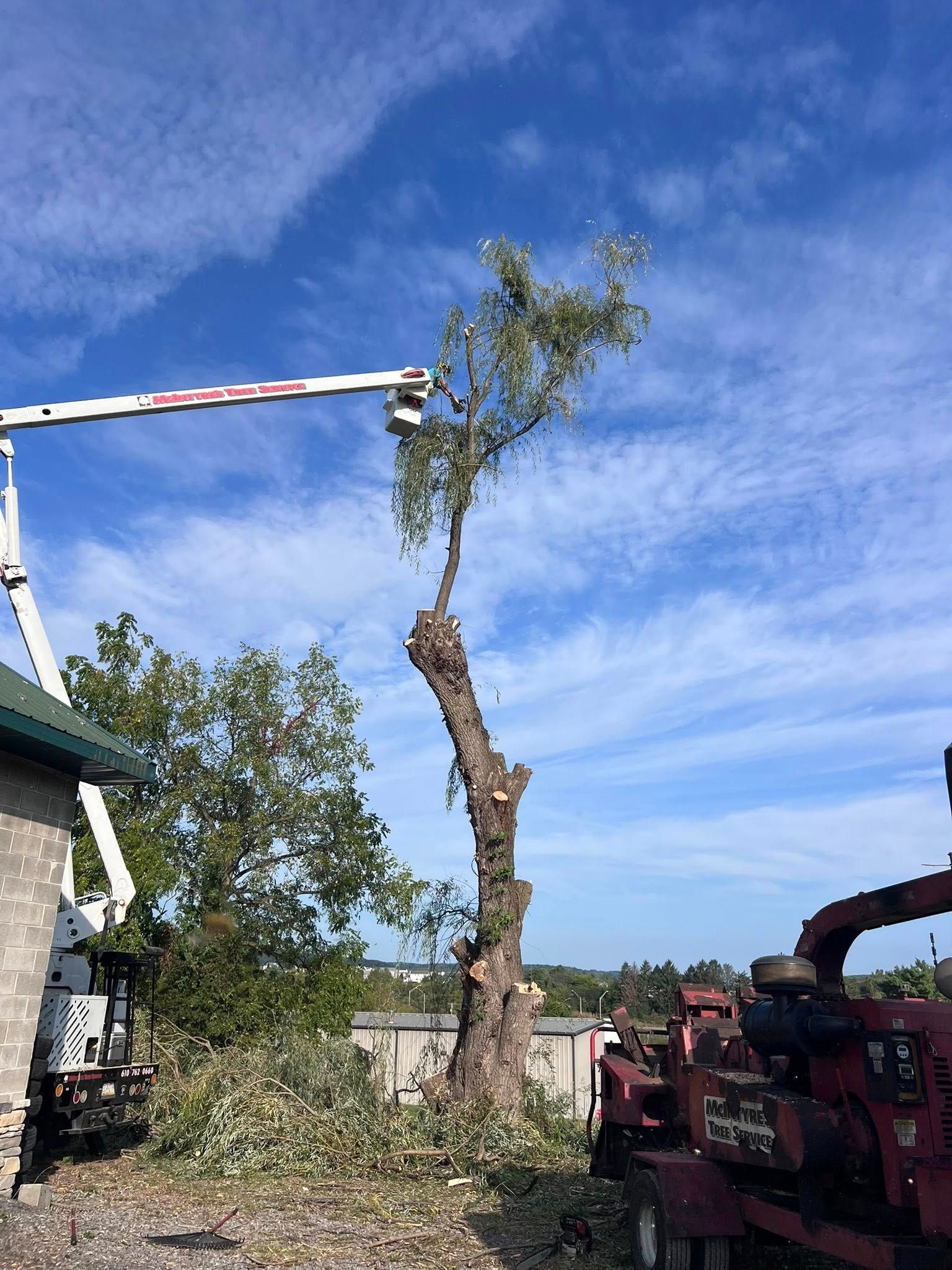 A bucket truck lifts a worker high to trim a large, partially cleared tree on a sunny day with a woodchipper nearby.