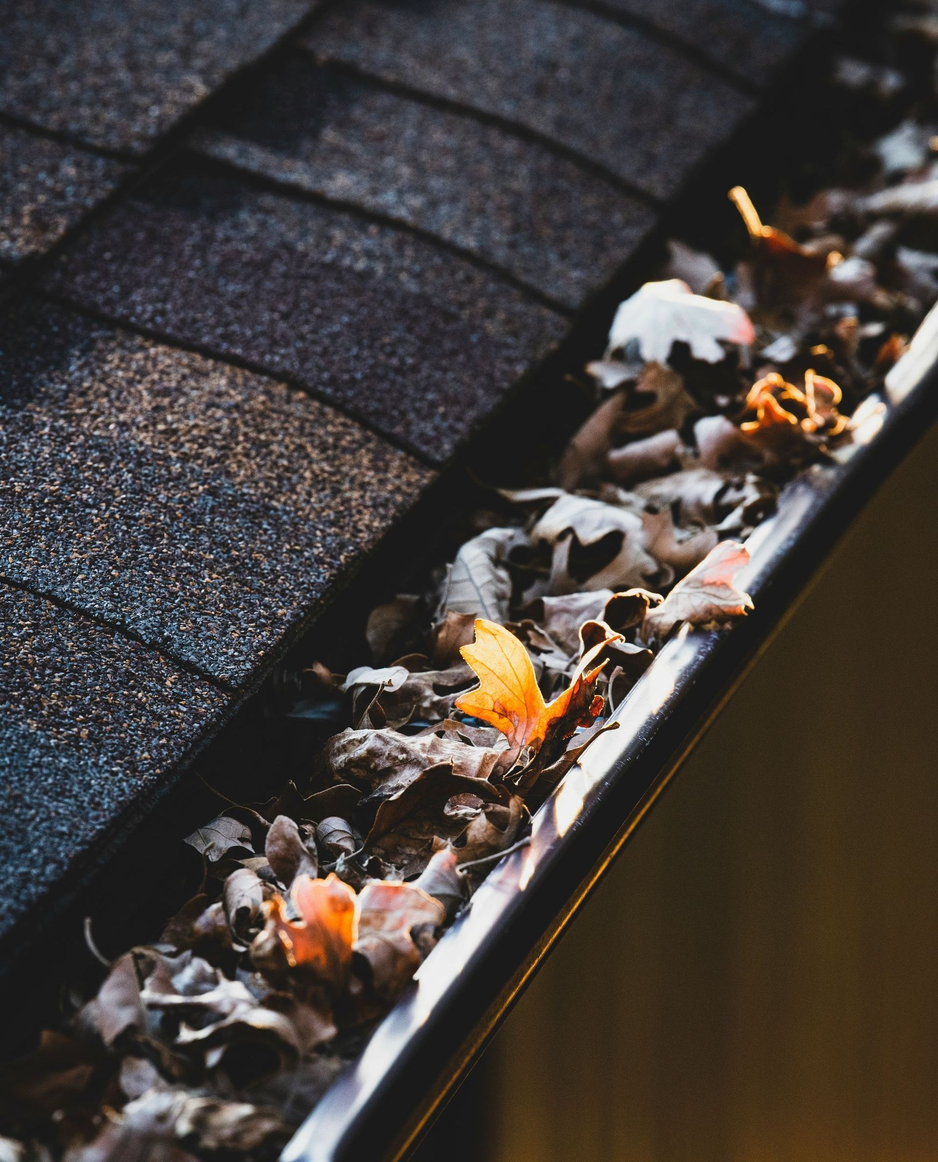 A close up of a gutter filled with leaves on a roof.