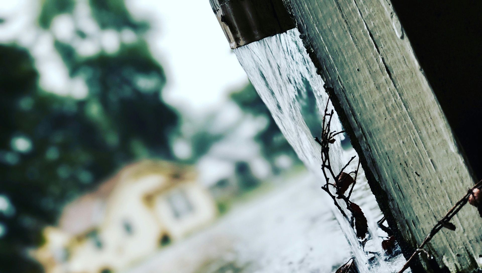 Ants are crawling on a wooden post with water coming out of it.