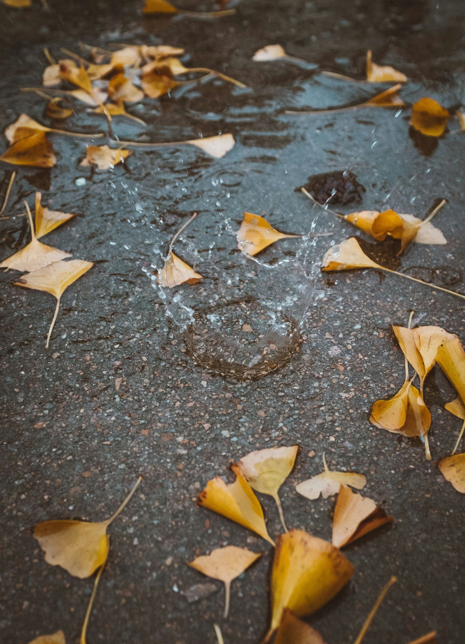 A bunch of leaves are floating in a puddle on the ground.