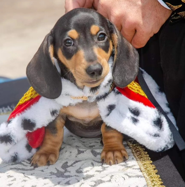 A small black and tan dachshund puppy wearing a regal white, black-spotted, and red cape, resting on a patterned cushion.