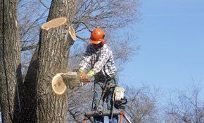 reliable tree trimming