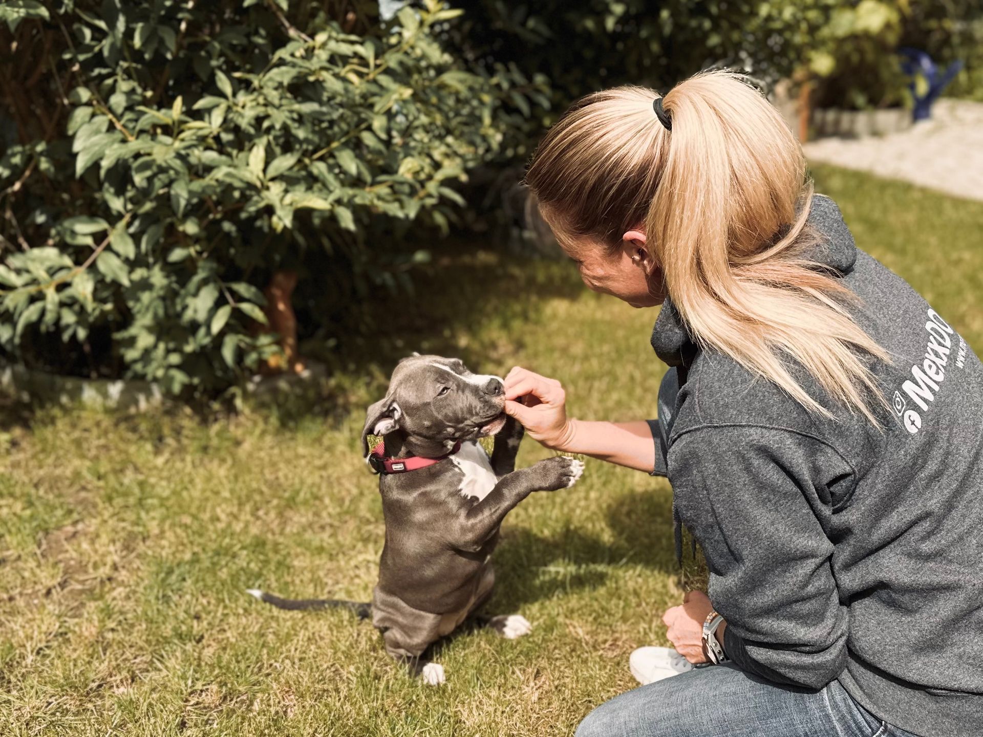 eine Person hält einen braunen Welpen in ihren Händen