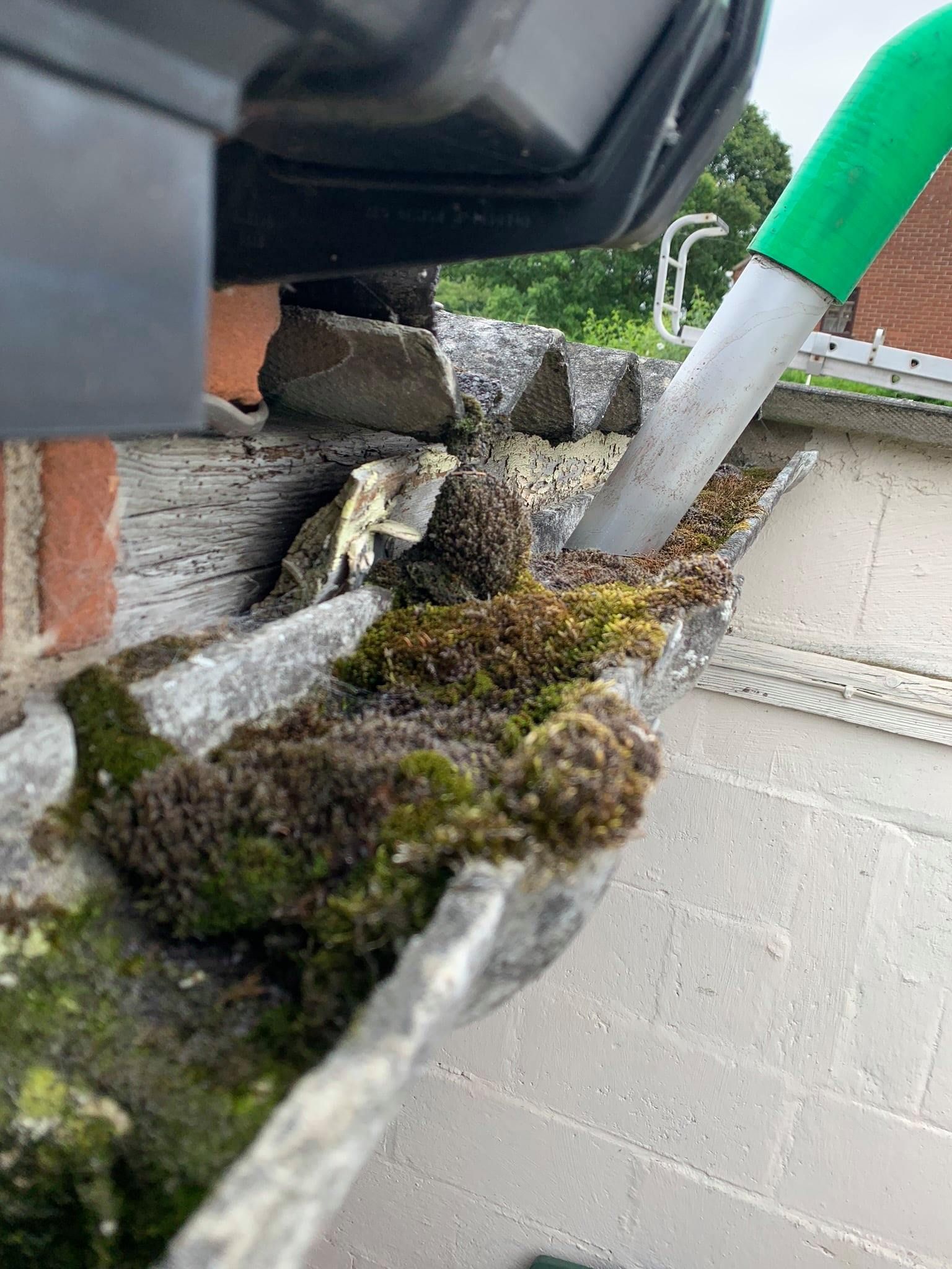 Close-up of a mossy gutter next to a drainpipe on a roof before being cleaned