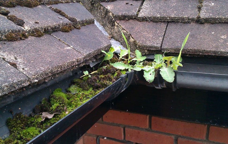 Overgrown gutter with weeds and moss under a roof tile edge.