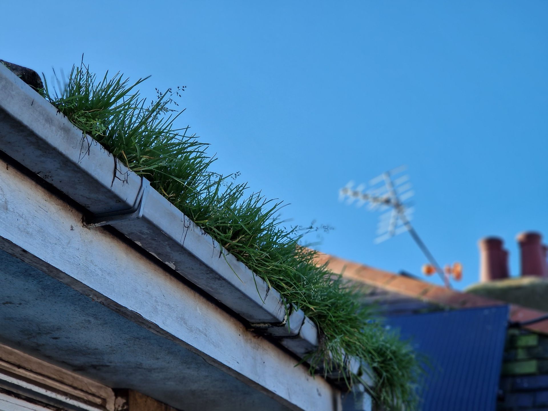 Gutter filled with long grass on a building's edge against a blue sky.