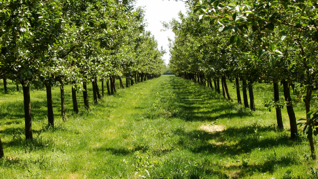 A row of trees are lined up in an orchard.