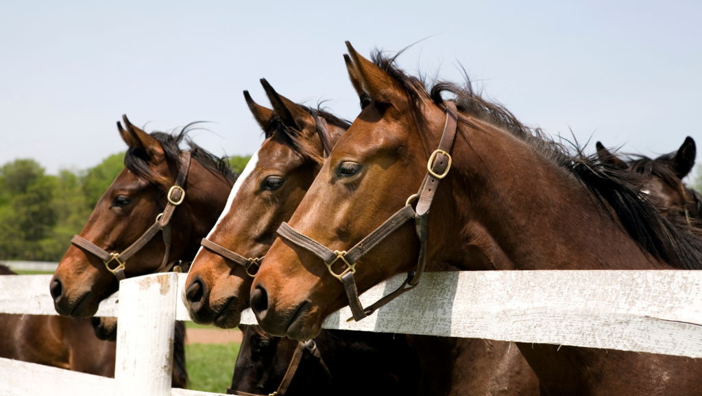 A row of brown horses behind a white fence