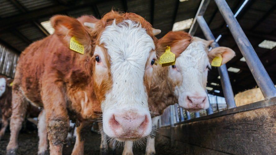 Three cows are standing next to each other in a barn and looking at the camera.