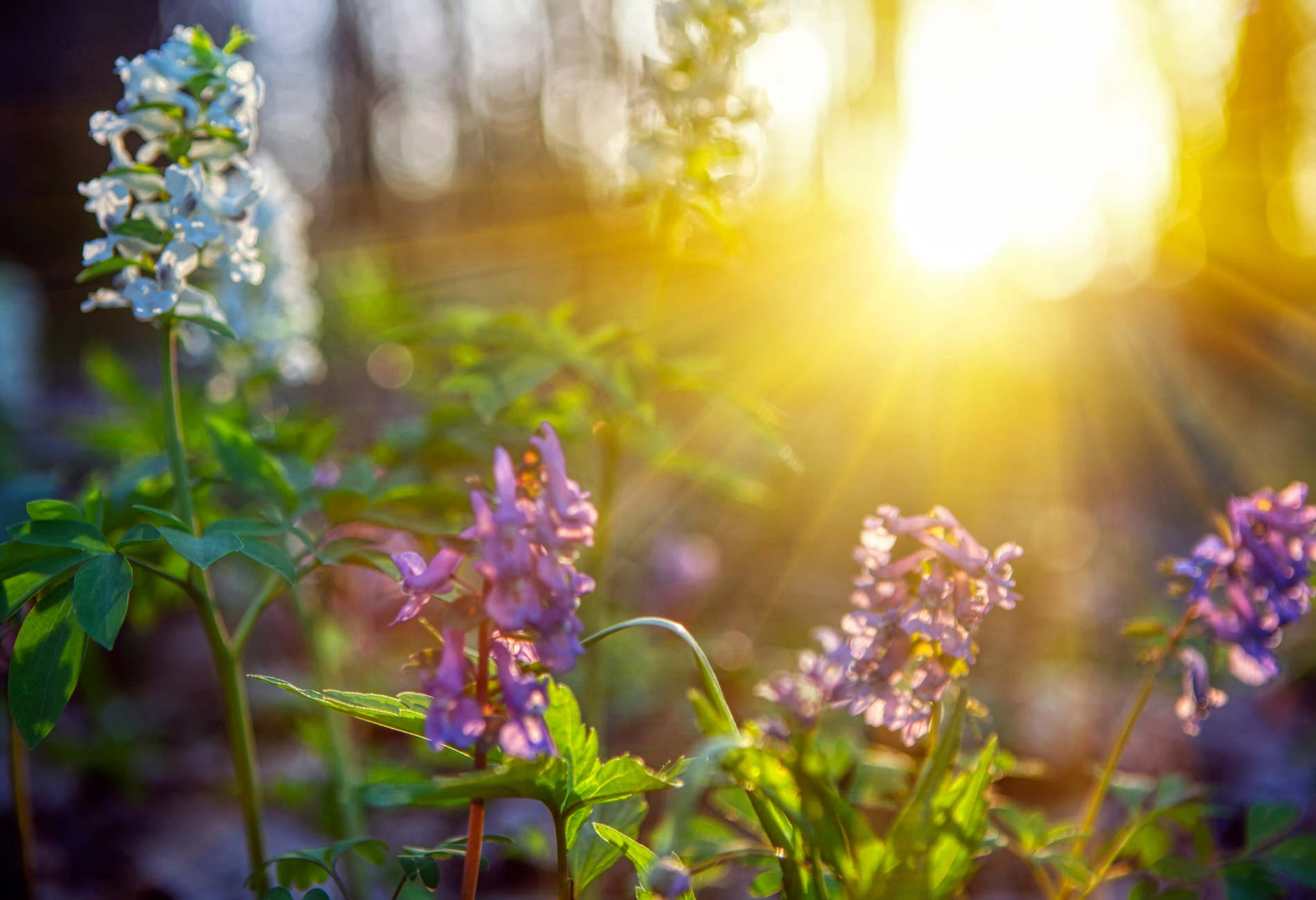 A field of purple and white flowers with the sun shining through them.