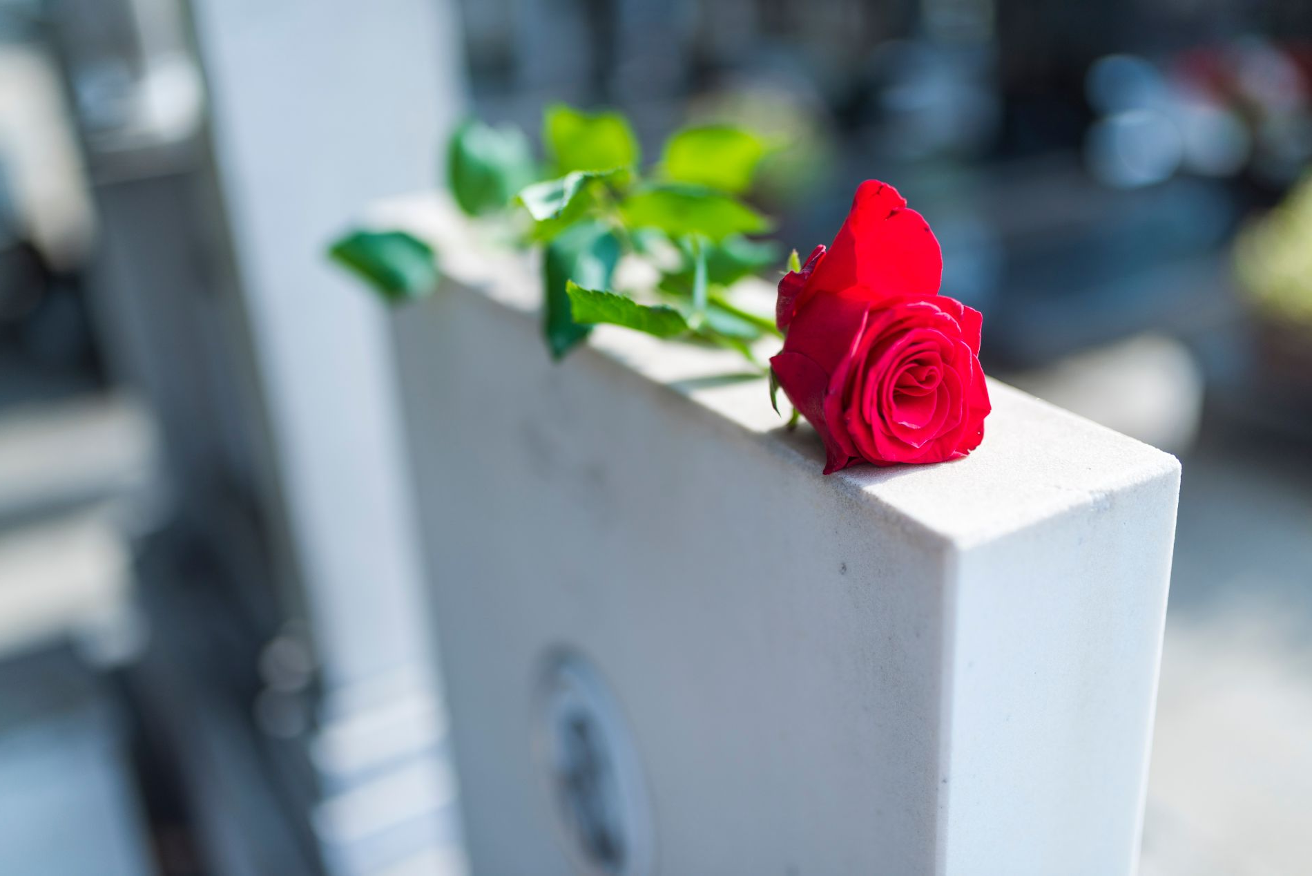 fiore su una tomba