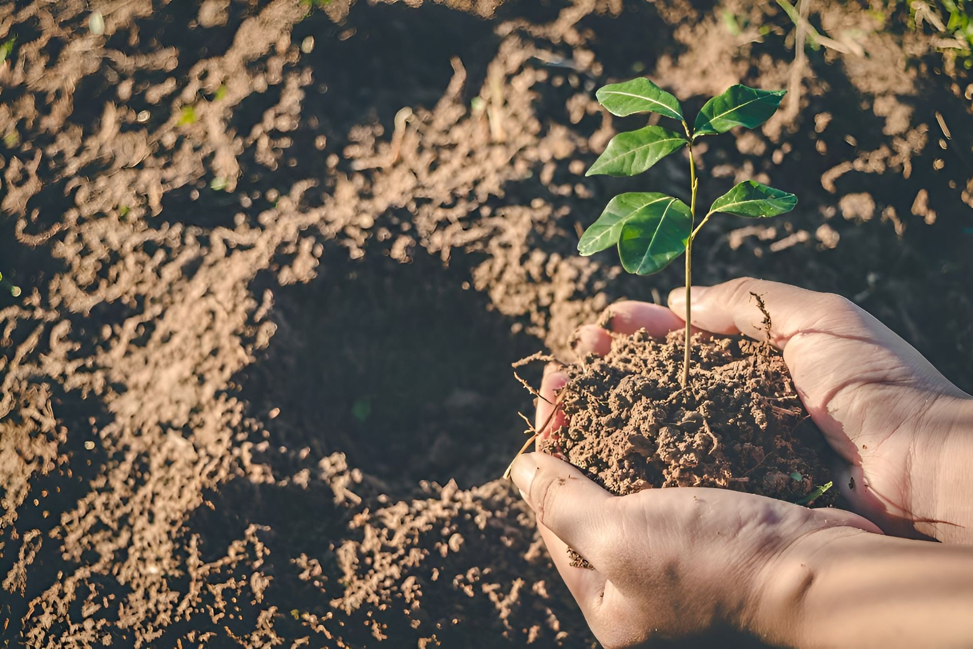 Hands Holding a Small Plant With Green Leaves — iWater NT Pty Ltd in Yarrawonga, NT