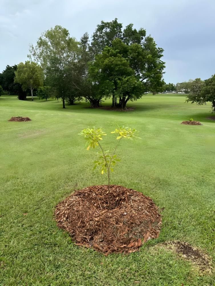 Young Tree With Mulch in a Grassy Field — iWater NT Pty Ltd in Yarrawonga, NT
