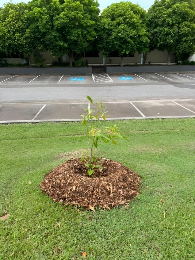 Young Tree Planted in a Grassy Area — iWater NT Pty Ltd in Yarrawonga, NT