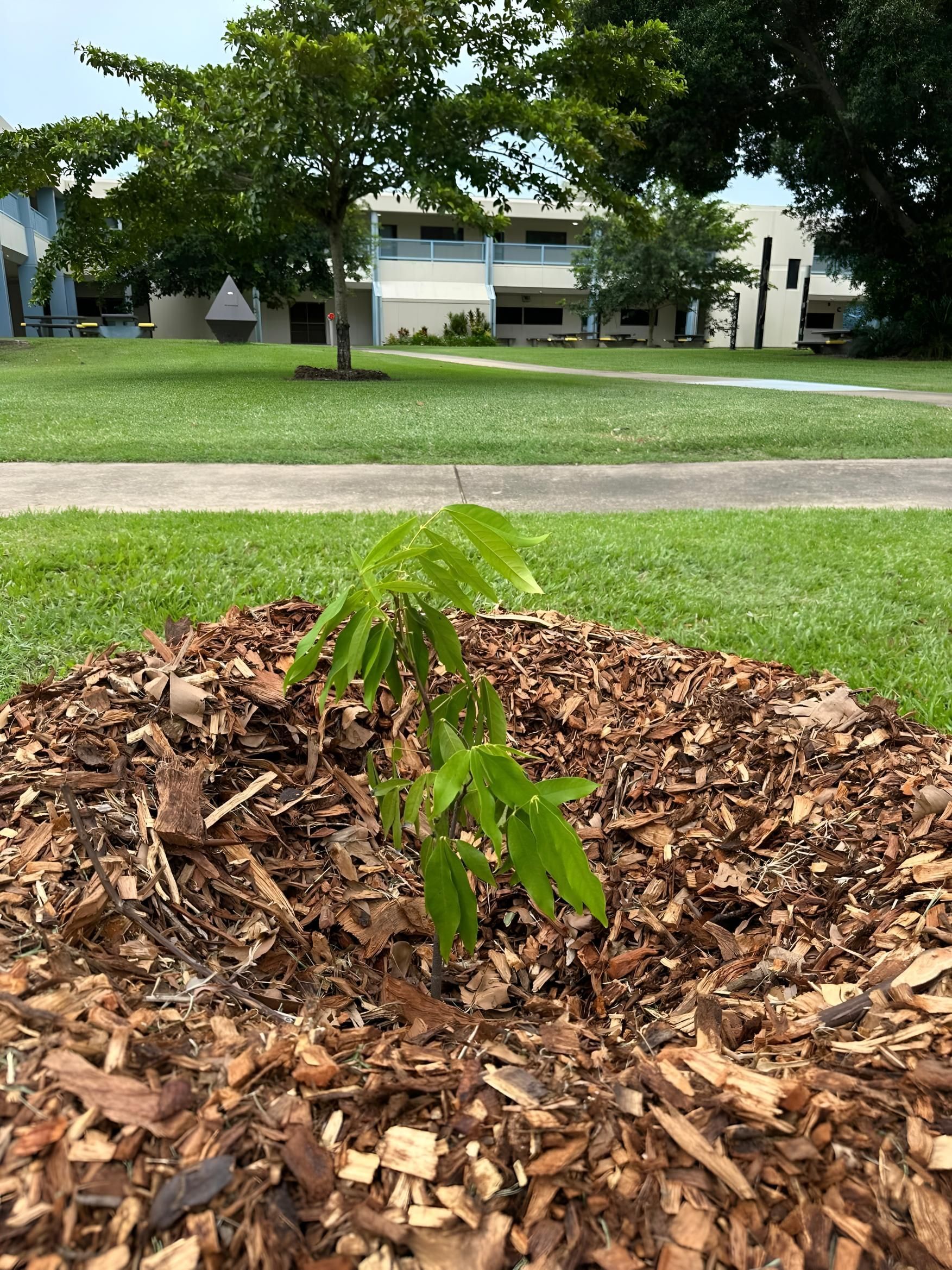 Young Tree With Green Leaves, Surrounded by Wood Chips — iWater NT Pty Ltd in Yarrawonga, NT