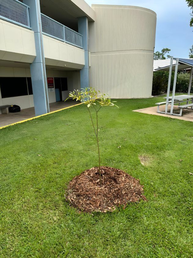 Young Tree Planted in a Circle of Mulch — iWater NT Pty Ltd in Yarrawonga, NT