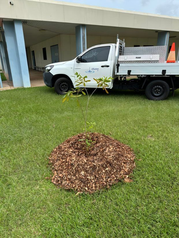 Small Tree Planted in a Mulch Pile on Green Grass — iWater NT Pty Ltd in Yarrawonga, NT