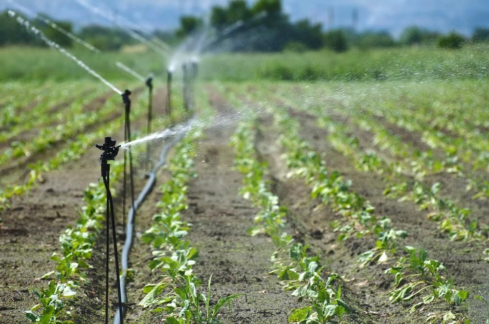 Rows of green crops watered by sprinklers in a field. — iWater NT Pty Ltd in Yarrawonga, N