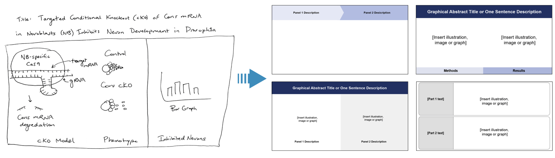 How to Make Professional Graphical Abstracts in PowerPoint and Adobe
