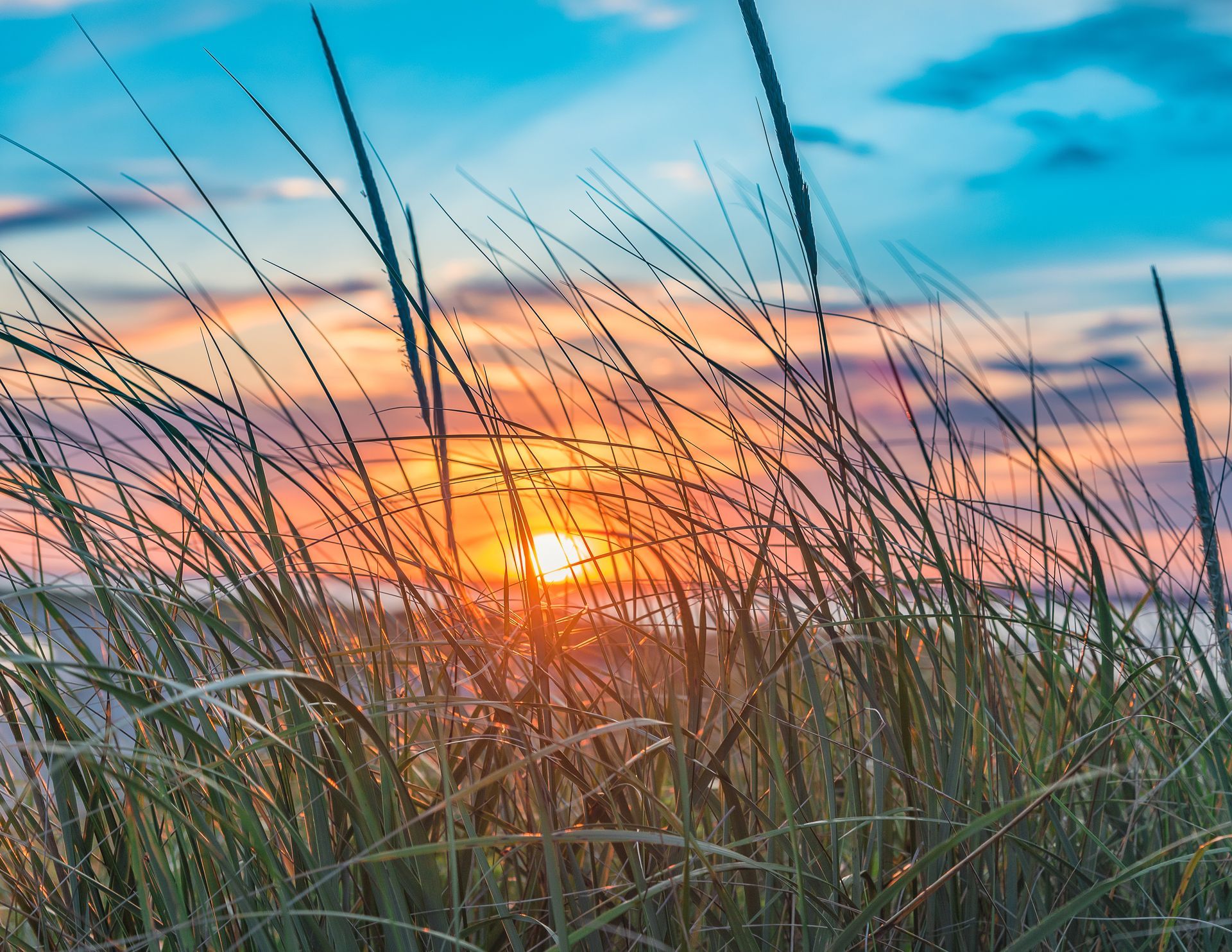 The sun is setting behind a field of tall grass.