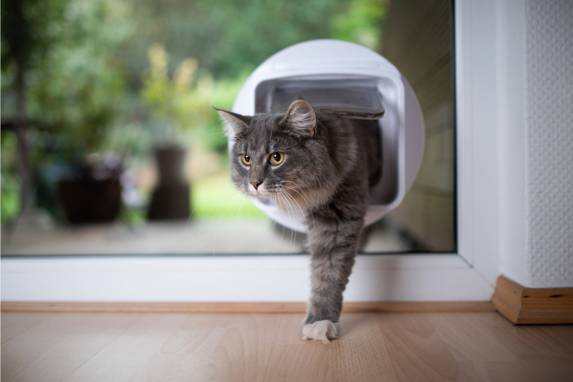 a cat passing through a pet door