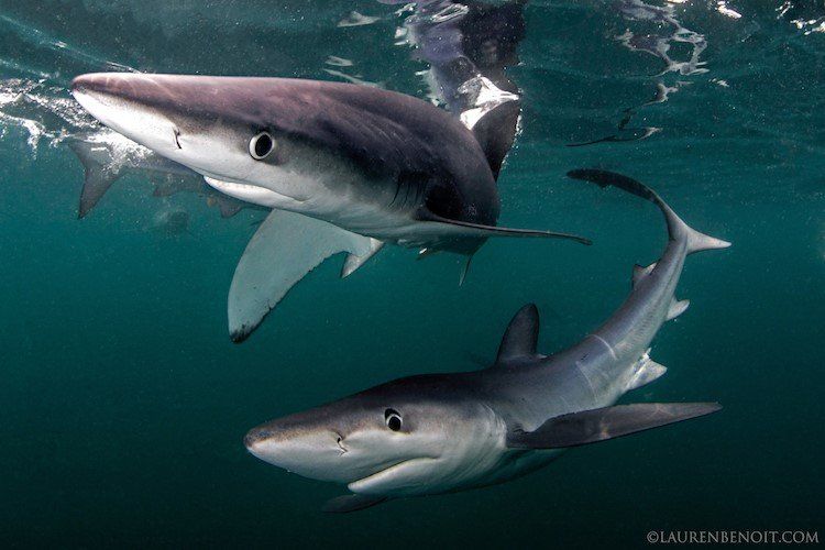 Rhode Island Shark Diving