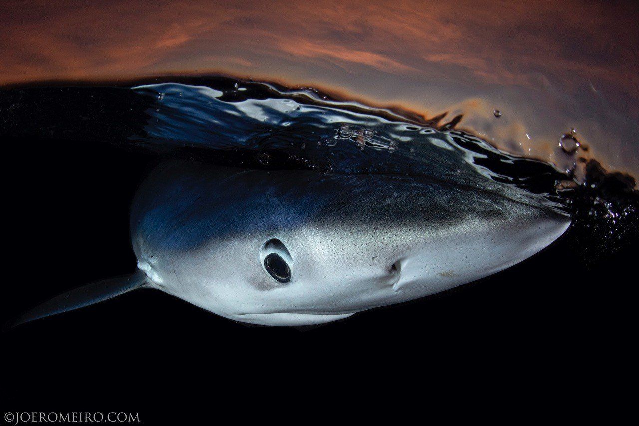 Rhode Island Shark Diving