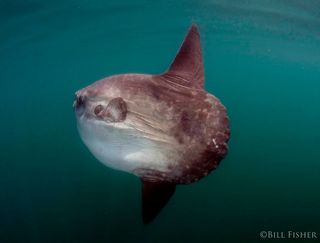 Mola Mola - Ocean Sunfish