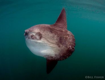 Shark Diving Rhode Island