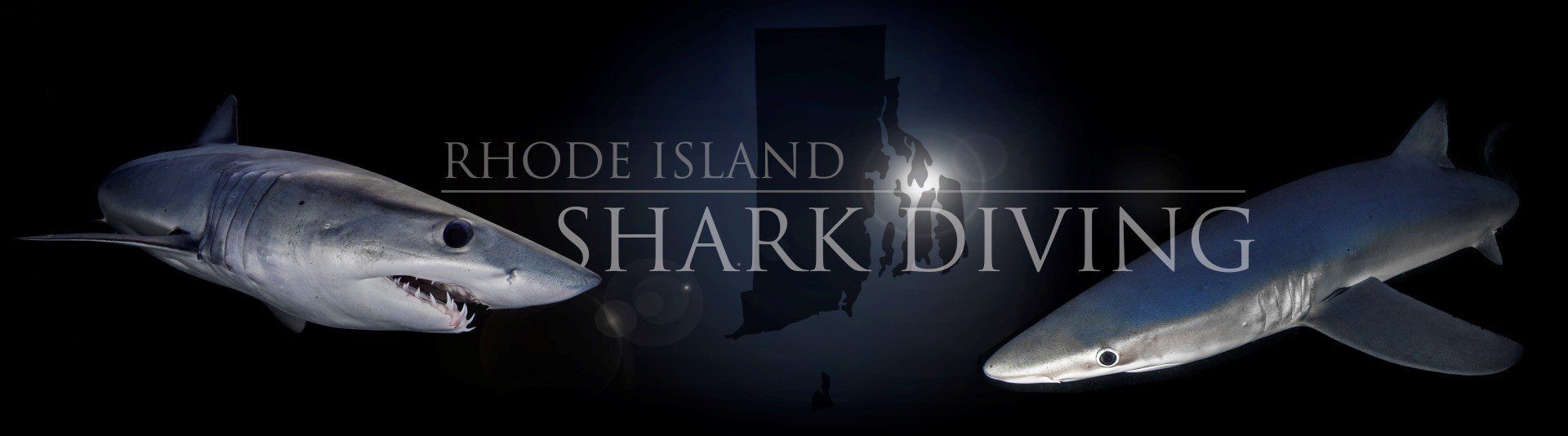 Rhode Island Shark Diving