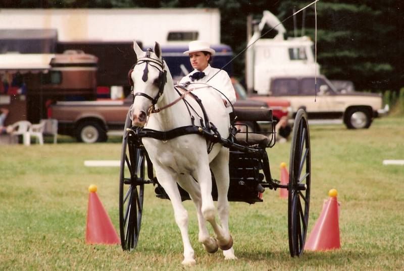 A white horse pulls a black carriage driven by a person in a white uniform through an obstacle course.