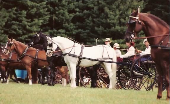 Horses hitched to carriages line up on a grassy field; people in hats stand nearby.