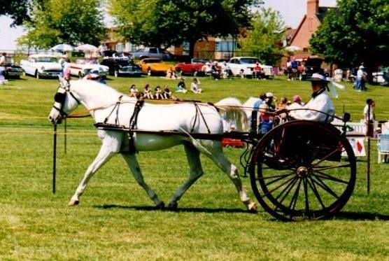 White horse pulling a cart on a grassy field; driver in white outfit; spectators in the background.