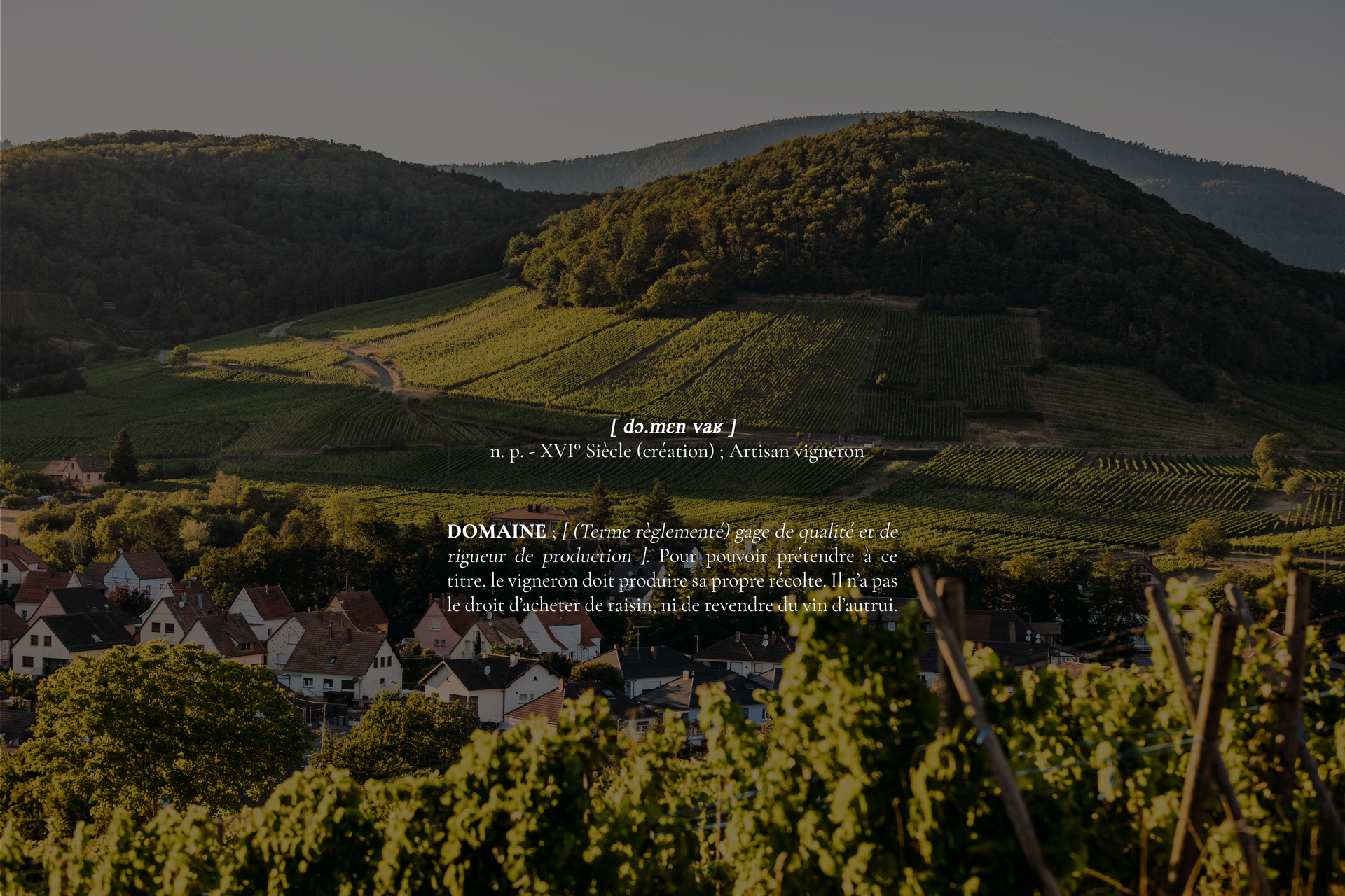 Une vue aérienne d'un vignoble avec des montagnes en arrière-plan