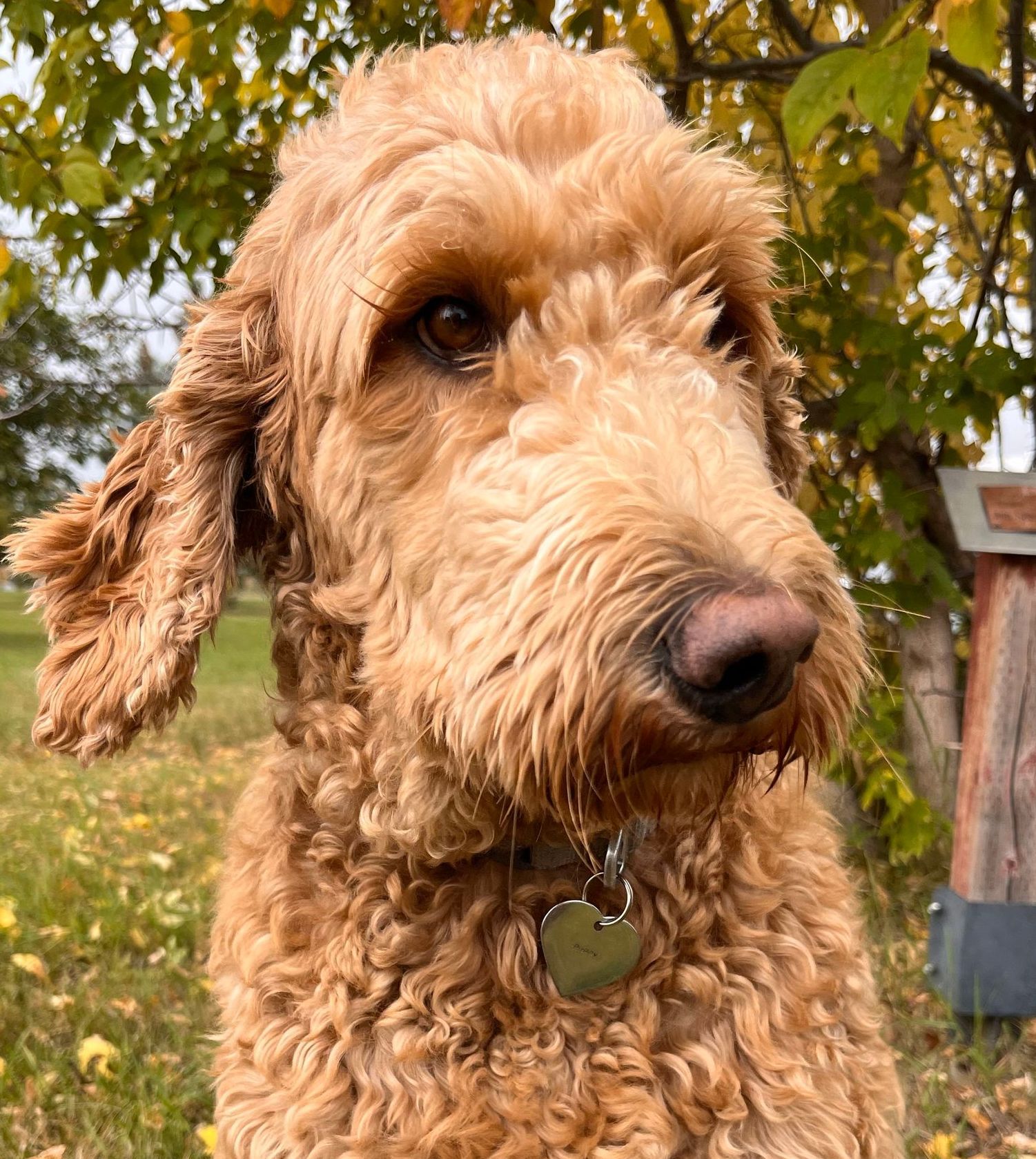 Pet Identification Tags - Browels ID Solutions