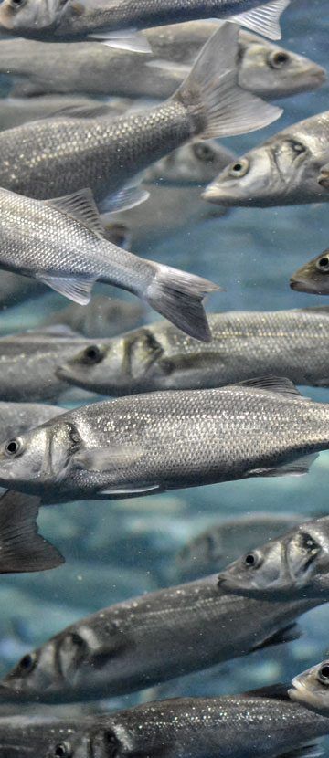 Fisk i et opdrætsbassin