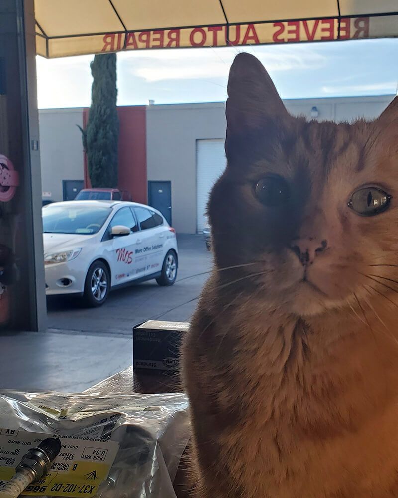 Gallery Image | Reeves Auto Repair