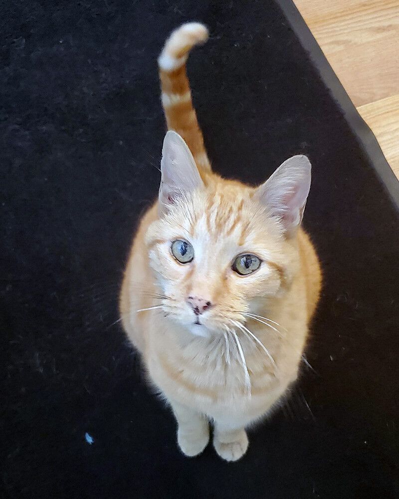 Gallery Image | Reeves Auto Repair