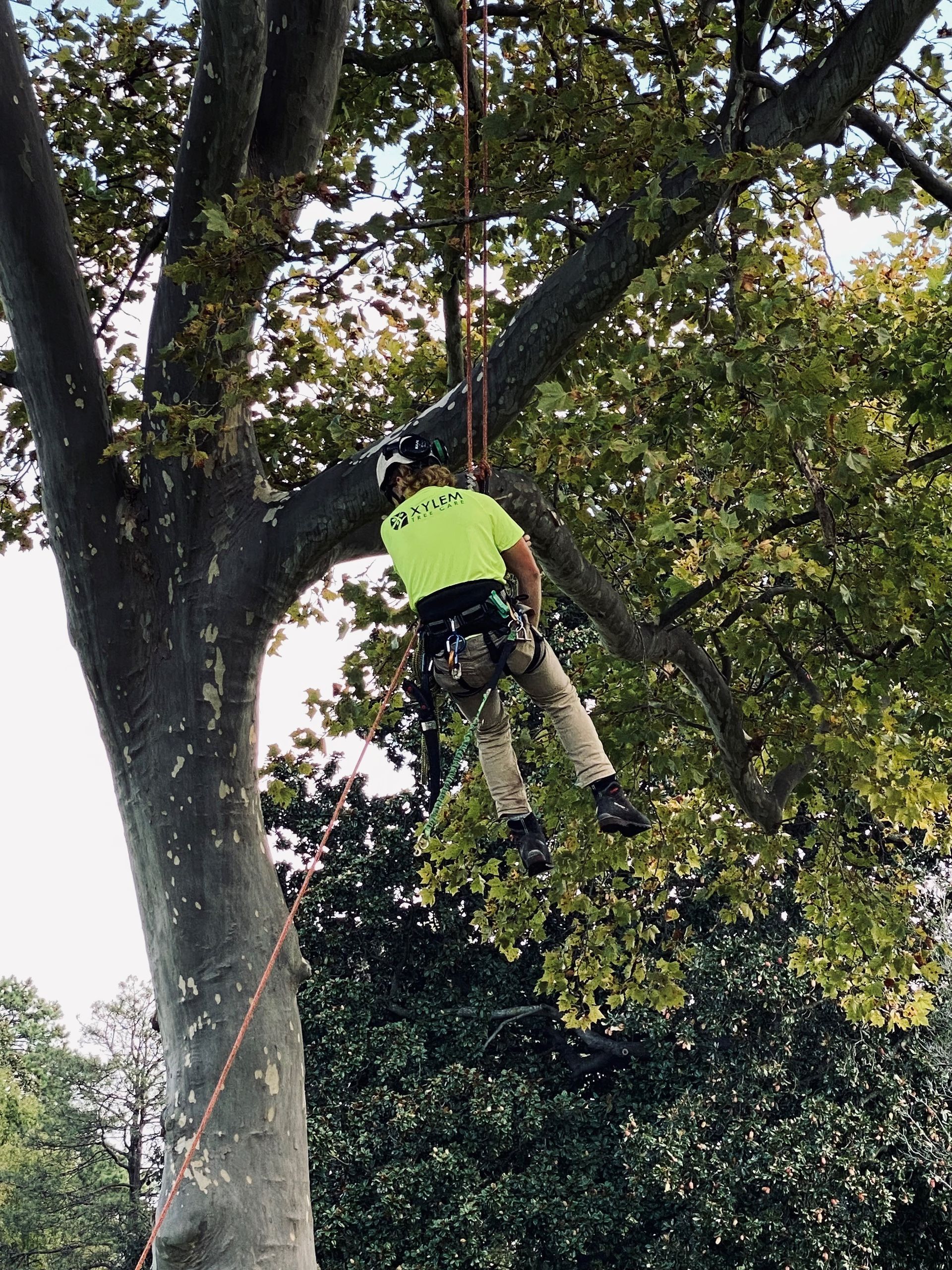 Man pruning a tree — Norfolk, VA — Xylem Tree Care
